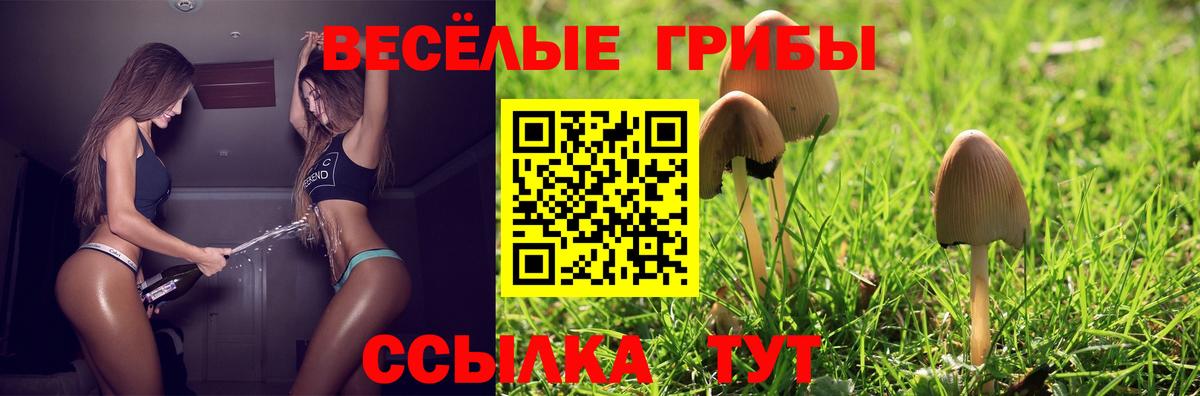 Псилоцибиновые грибы Psilocybine cubensis Усть-Джегута